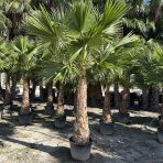 Palma vláknitá (Washingtonia filifera) – výška kmeňa 140-150 cm, celková výška 280-300 cm, kont. C70L (-10°C)